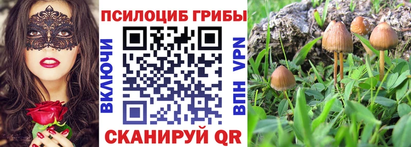 Псилоцибиновые грибы Psilocybe  Купить где  Магнитогорск 